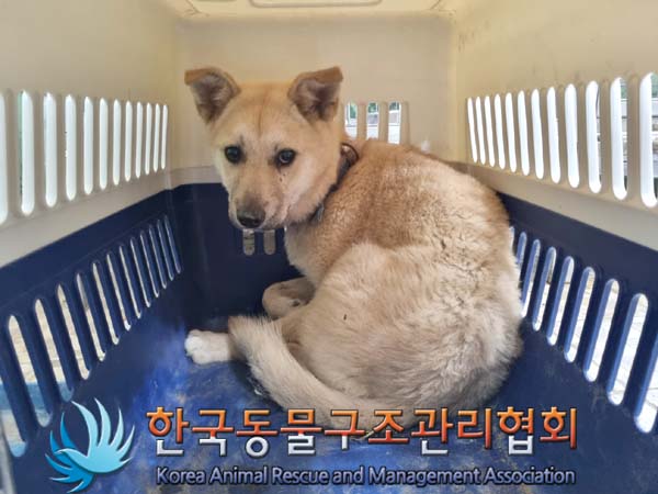 믹스견 이미지 파일 입니다.